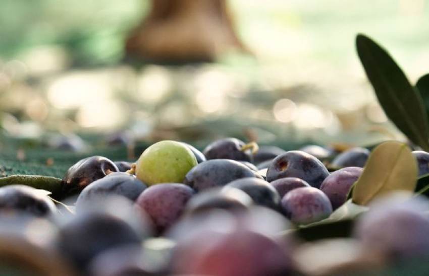 Απόφαση για πλαφόν 45 ευρώ στο μεροκάματο για την συγκομιδή ελιάς