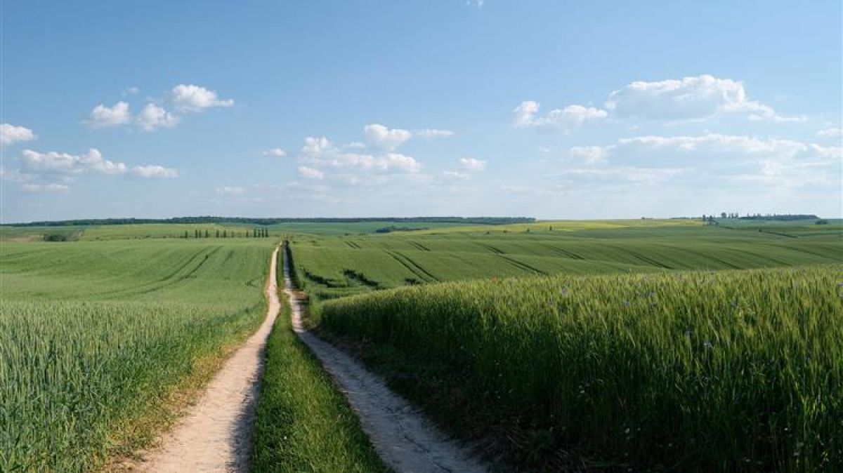 Τι συμβαίνει στην παγκόσμια αγορά σιταριού