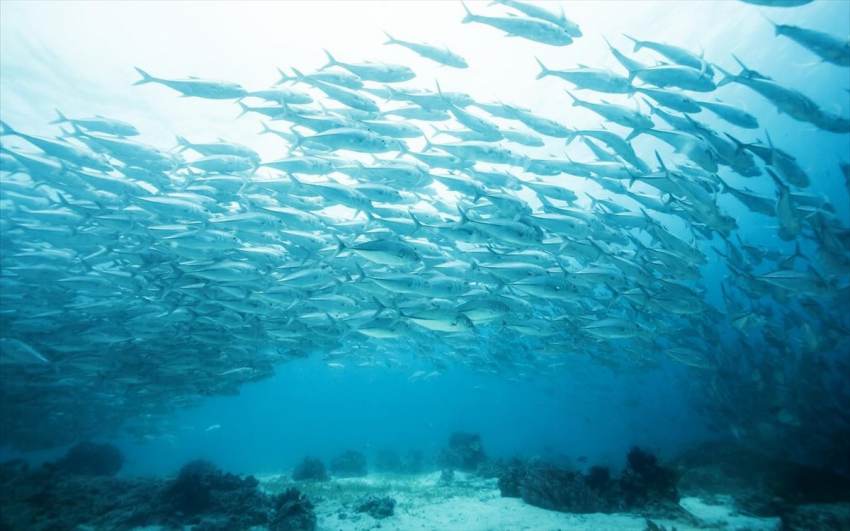 Ξενικά είδη ψαριών σε Μεσόγειο-Αιγαίο λόγω αύξησης της θερμοκρασίας