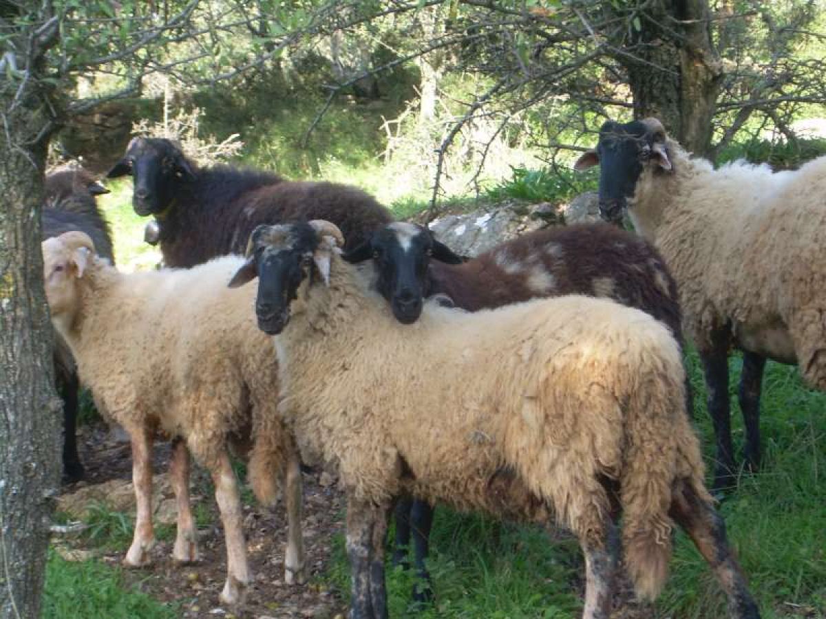 Ψύλλοι: Μέτρα πρόληψης πριν την έξαρση – Τι πρέπει να κάνουν οι κτηνοτρόφοι