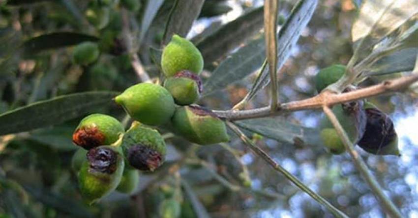 Αυξημένος κίνδυνος για δακοπροσβολές στην ερχόμενη ελαιοπαραγωγή
