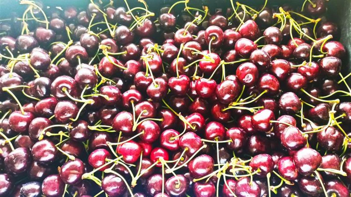 Διίστανται οι απόψεις για τη φετινή παραγωγή κερασιού