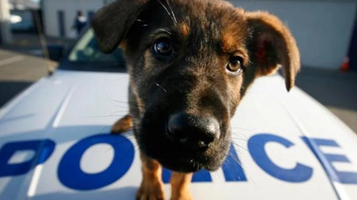 Δημιουργείται τμήμα προστασίας των ζώων στην Ελληνική Αστυνομία