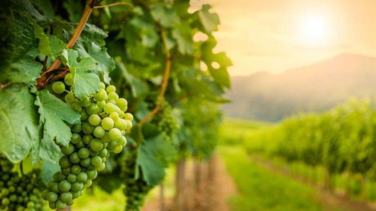 ΚΕΟΣΟΕ: 722 αιτήσεις για 7.850 στρέμματα για ένταξη στο μέτρο του «Πράσινου Τρύγου»