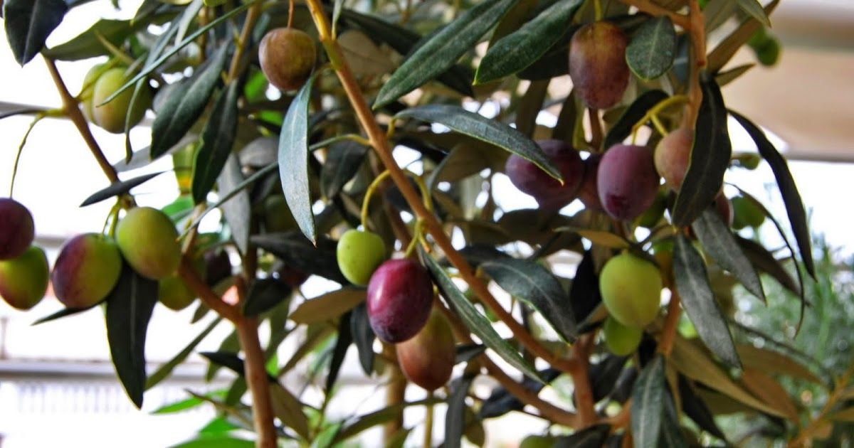 Οδηγίες προστασίας της ελιάς απο τον παγετό