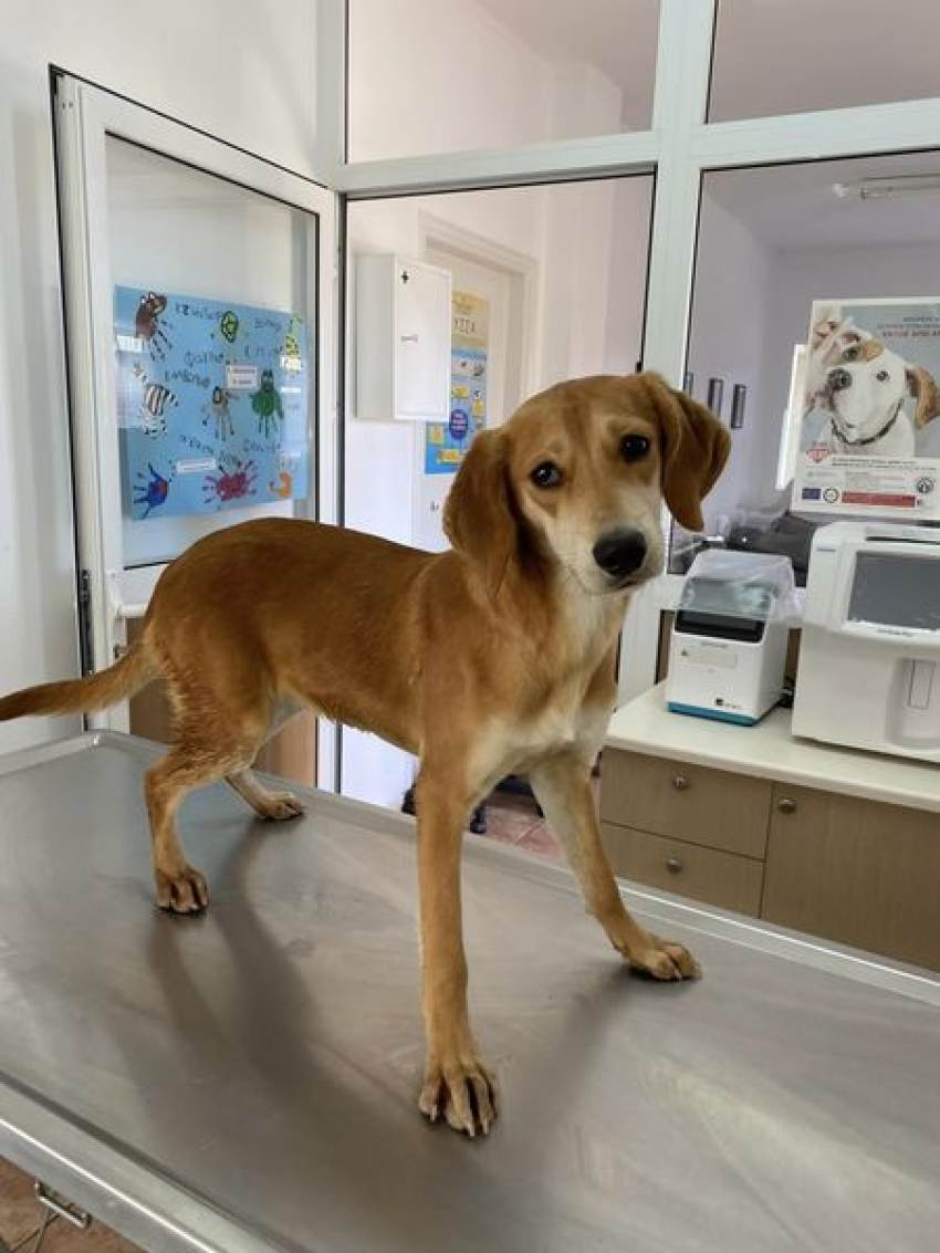 Δήμος Ευρώτα - Υπηρεσία φροντίδας αδέσποτων ζώων