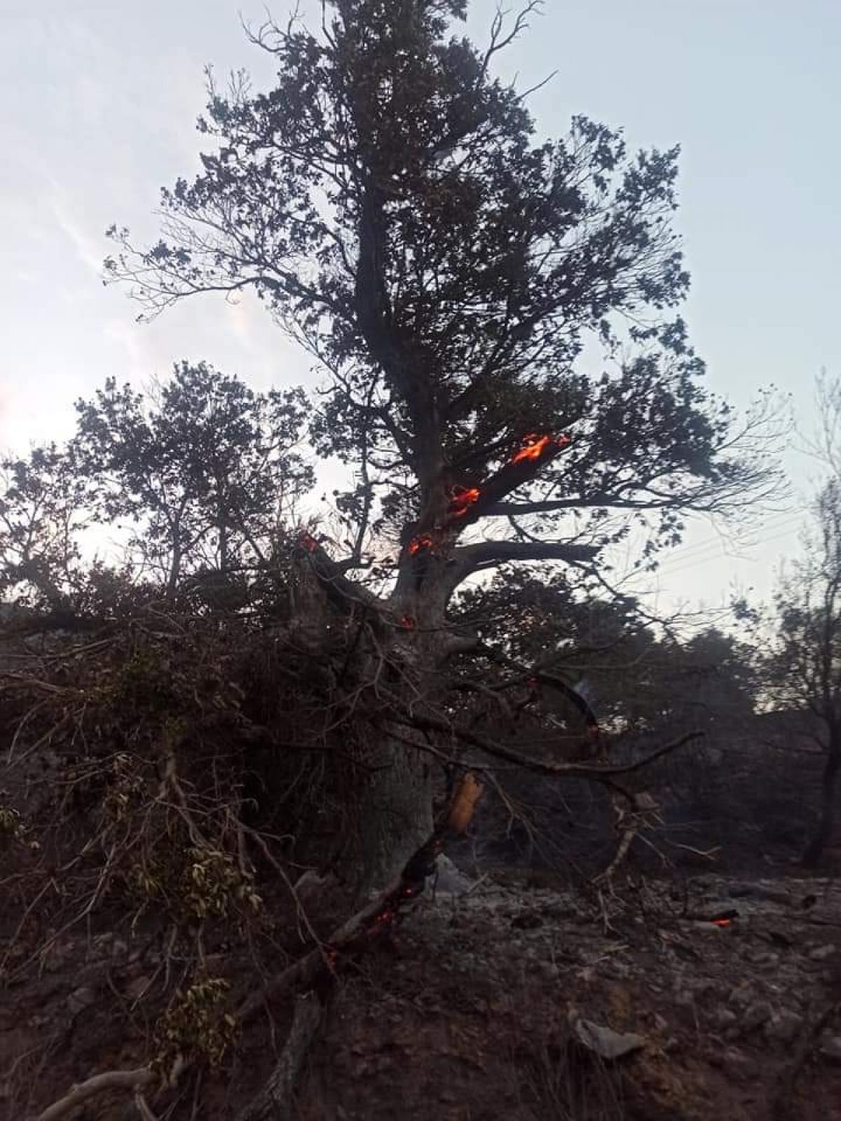 Μέχρι τις 15 Οκτωβρίου οι αιτήσεις επιχορηγήσεων από επιχειρήσεις πυρόπληκτων περιοχών του Δήμου Ανατολικής Μάνης