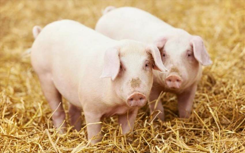 Εφαρμογή για την χορήγηση κρατικών ενισχύσεων στον τομέα της εκτροφής χοίρων σε όλη την Επικράτεια