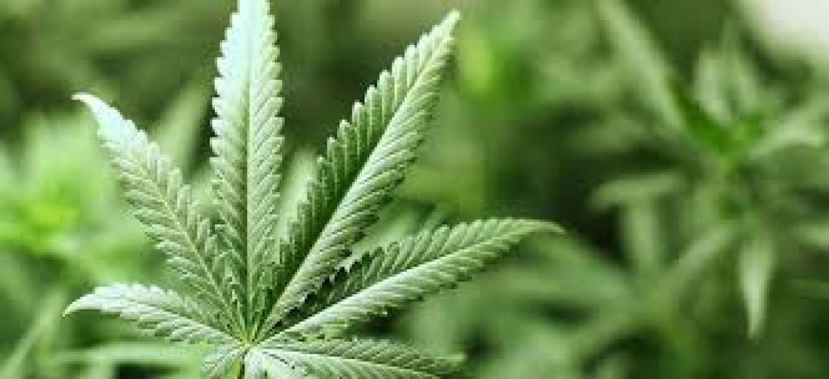 Συνελήφθη στη Σπάρτη 55χρονος ημεδαπός για κατοχή χασίς και δενδρύλλιο κάνναβης