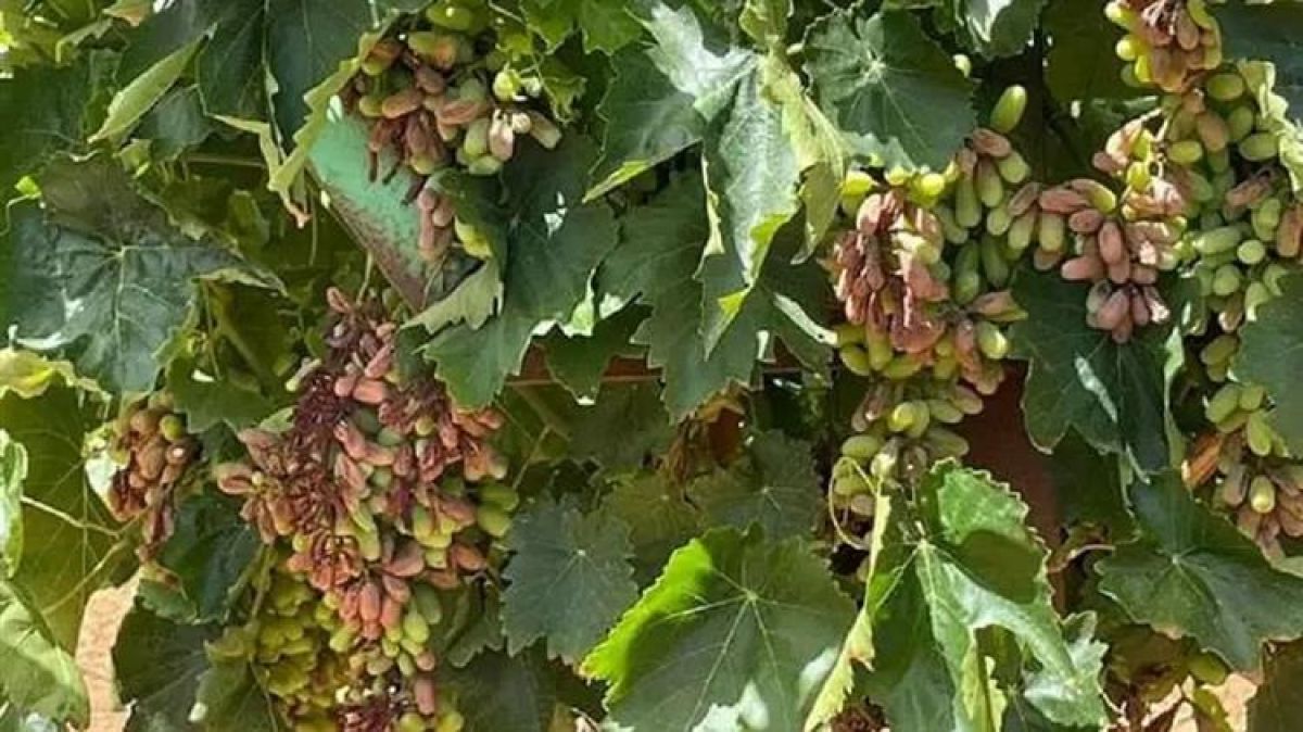 Κάηκαν τα σταφύλια στην Κορινθία - Επίσπευση ελέγχων και αποζημιώσεων ζητούν οι αγρότες