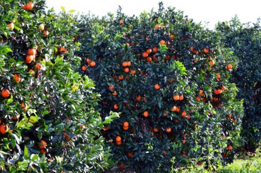 Πρόβλημα στη διάθεση μανταρινιών “Κλημεντίνη”