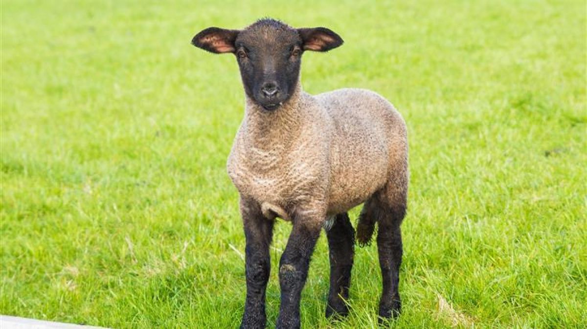 Συνδεδεμένη ενίσχυση: Καταβολή στον τομέα της κτηνοτροφίας