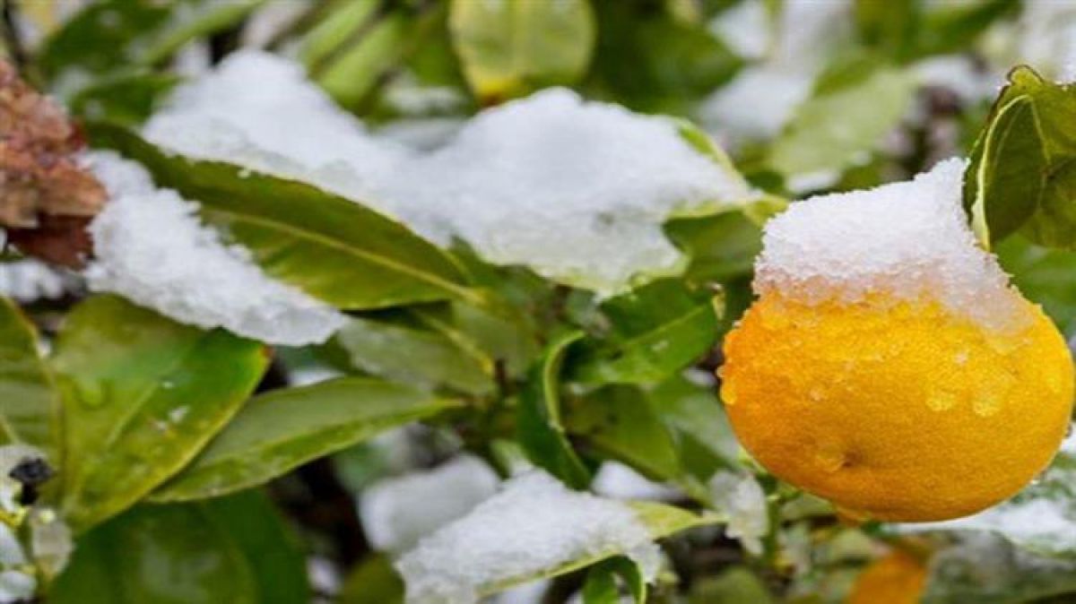 ΕΛΓΑ: Πληρωμή αποζημιώσεων ύψους 44.823.307,35 ευρώ