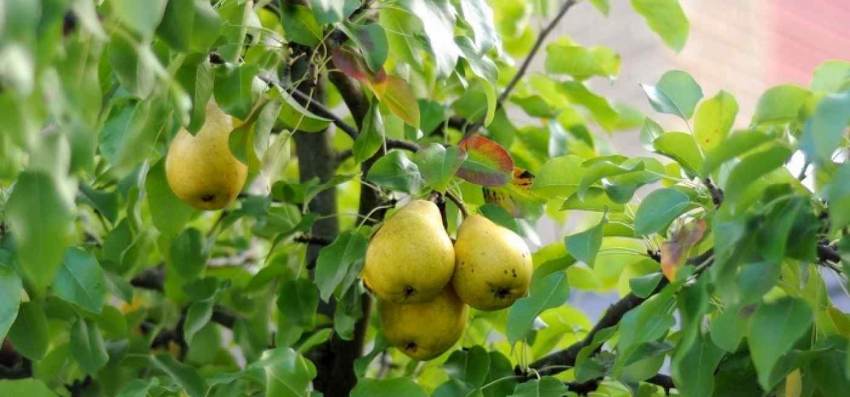 ΓΕΩΡΓΙΚΕΣ ΠΡΟΕΙΔΟΠΟΙΗΣΕΙΣ -ΑΧΛΑΔΙΑ - ΚΥΔΩΝΙΑ