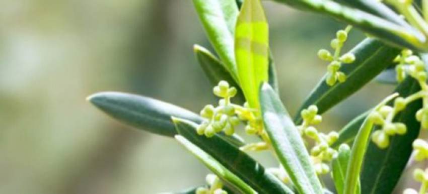 Ακαρπία σε Ελιές, Εσπεριδοειδή και Αμπέλια – επιστολή στον κ. Υπουργό