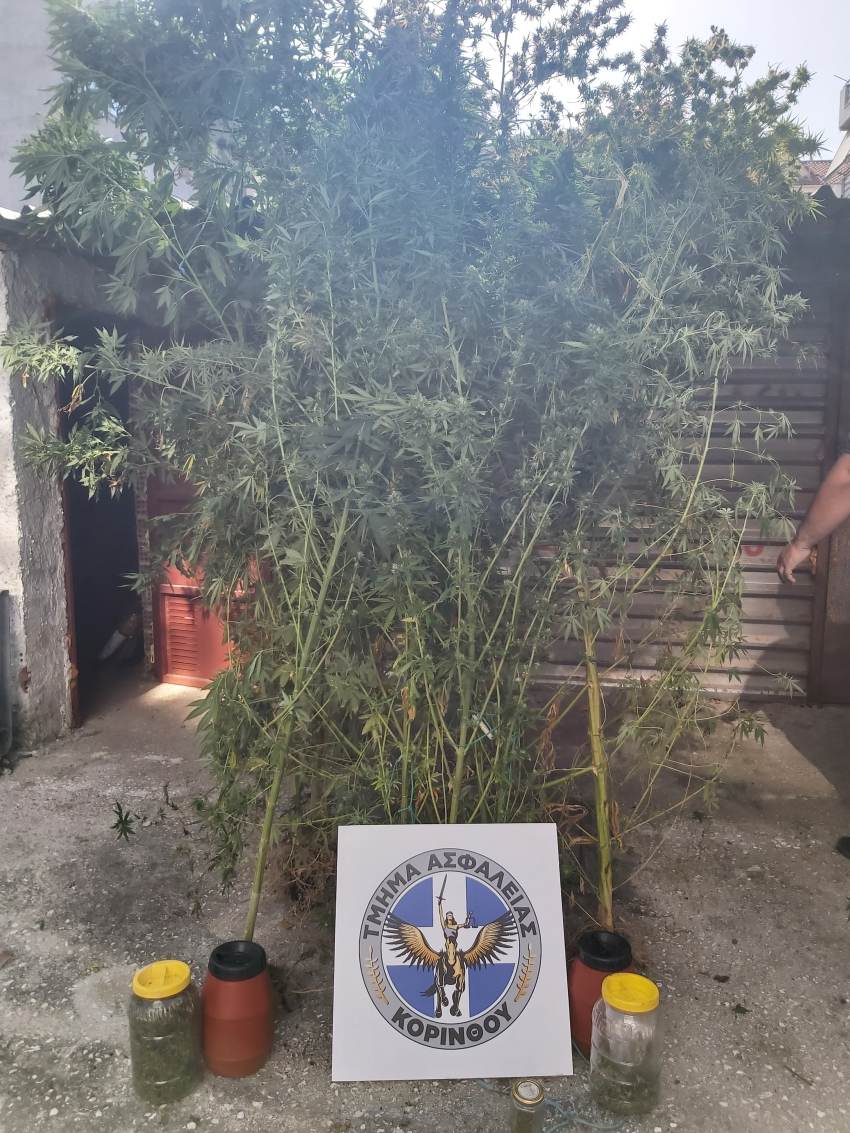 Συνελήφθη ένα άτομο για ναρκωτικά στην Κορινθία Κατασχέθηκαν, μεταξύ άλλων, πάνω από -380- γραμμάρια κάνναβης