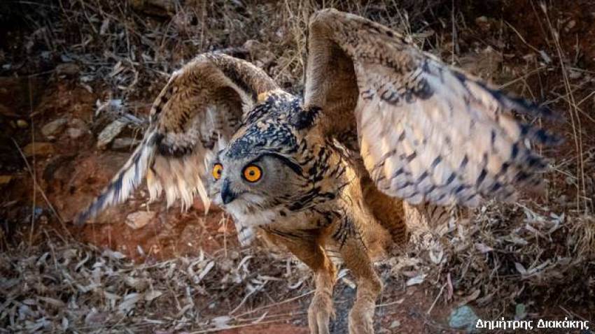 Μονεμβασία: Επέστρεψε στο περιβάλλον ένας υπέροχος Ευρασιατικός Μπούφος