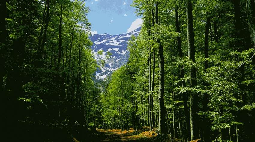 Πόση Ελλάδα έχει καεί τα τελευταία 20 χρόνια;