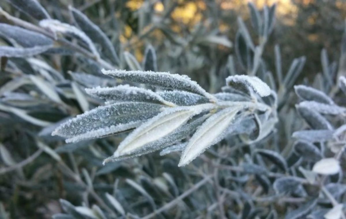 Ενημέρωση για τις ζημιές του παγετού σε ελιές και εσπεριδοειδή