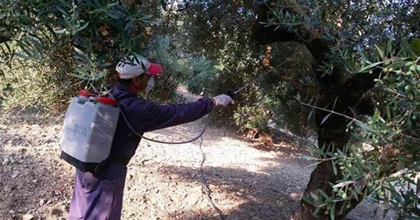 Πως κατανέμεται το εποχικό προσωπικό για τη δακοκτονία 2023