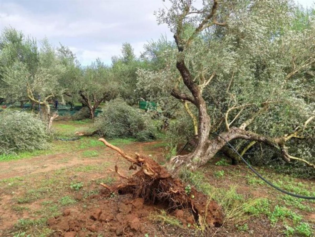 Ενημέρωση για καταστροφές από τοπικό ανεμοστρόβιλο