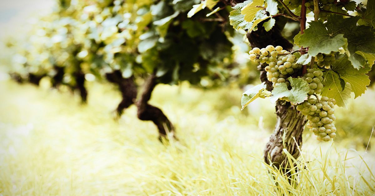 Μειώθηκε κατά 64.953,69 στρέμματα ο ελληνικός αμπελώνας την περίοδο 2012-2021