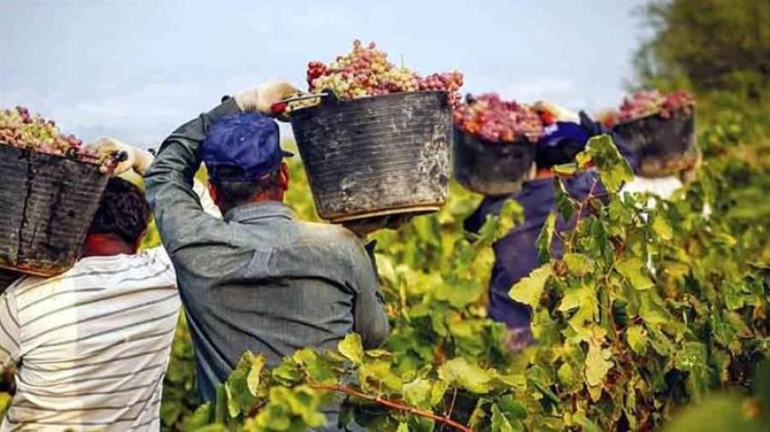 ΕΘΕΑΣ: Αναγκαιότητα η οικονομική στήριξη των αμπελουργικών εκμεταλλεύσεων οινοποιήσιμων σταφυλιών