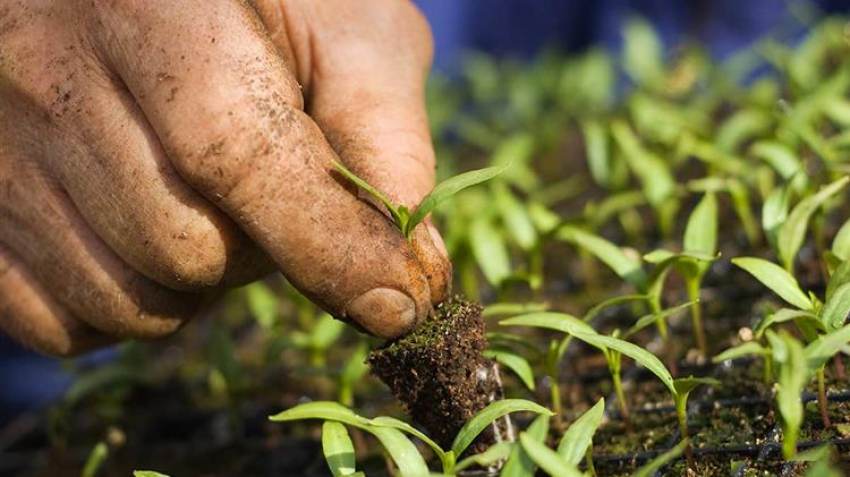 Αυξημένη κατά 50% η έκταση των βιολογικών καλλιεργειών στην Ε.Ε. την περίοδο 2012- 2020