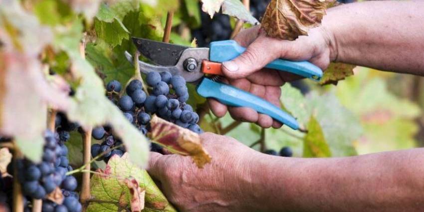 Υποβολή Δηλώσεων Συγκομιδής Σταφυλιών για το Ετος 2022 μέχρι 15-12-2022