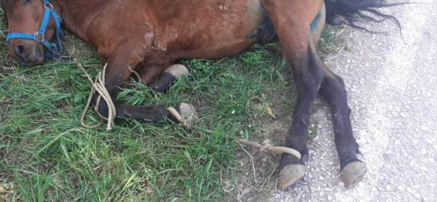 Τζια: Οργή για την άγρια κακοποίηση αλόγου-Συνελήφθη ο ιδιοκτήτης