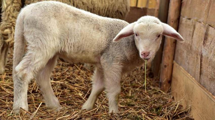 Η συνδεδεμένη ενίσχυση για την κτηνοτροφία