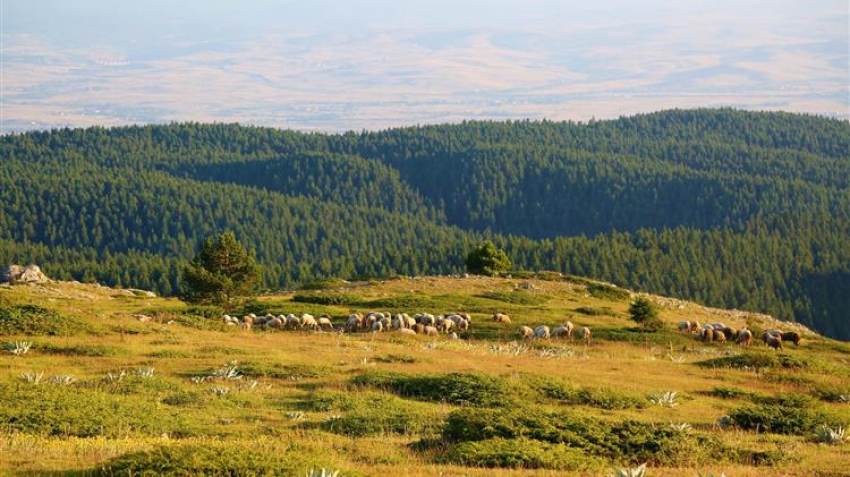 Πώς θα κατανεμηθούν τα 89 εκατ. ευρώ στους κτηνοτρόφους