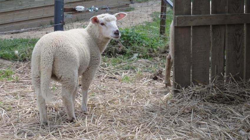 Κτηνοτρόφοι Τυρνάβου: Κύριε πρωθυπουργέ, συμμαζέψτε τον κ. Γεωργιάδη