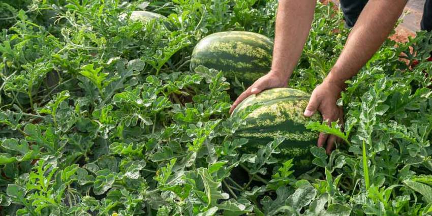 Θέλει νερό και λίπανση πριν την ωρίμανση το καρπούζι για καλή παραγωγή
