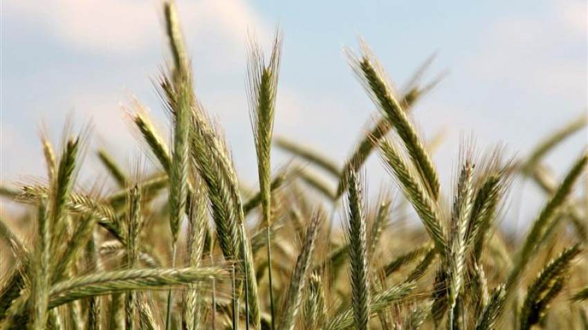 Περισσότερες εξαγωγές σιταριού την περίοδο 2023-2024 «βλέπει» η Ουκρανία