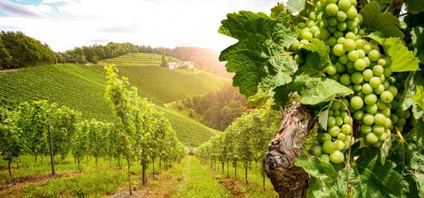 ΥΠΟΒΟΛΗ ΔΗΛΩΣΕΩΝ ΣΥΓΚΟΜΙΔΗΣ ΣΤΑΦΥΛΙΩΝ ΓΙΑ ΤΟ ΕΤΟΣ 2022 ΜΕΧΡΙ 15-12-2022