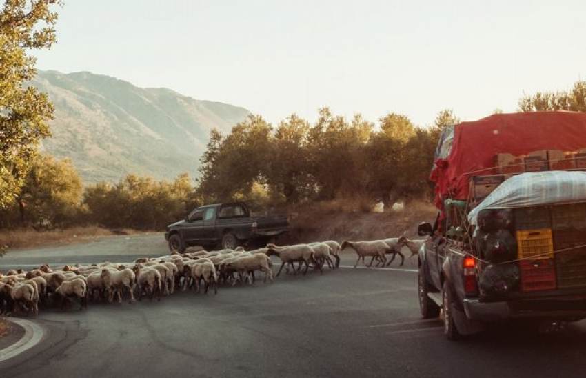 Το οικολογικό σχήμα για μετακινούμενους κτηνοτρόφους με ενίσχυση 3,5-6,5 ευρώ/στρέμμα