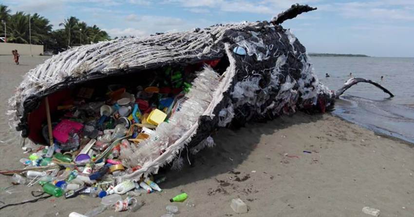 Οι γαλάζιες φάλαινες καταναλώνουν 45 κιλά μικροπλαστικών τη μέρα