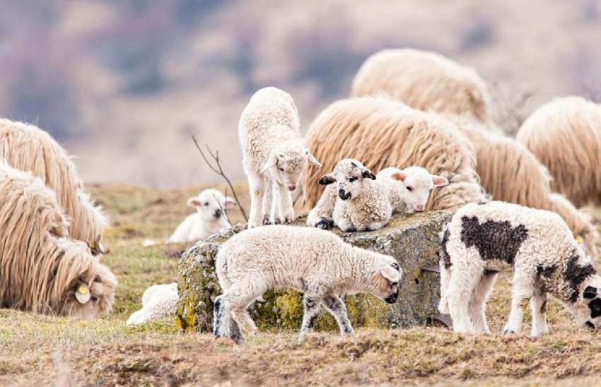 Προβλήματα στις πληρωμές βιολογικής κτηνοτροφίας, κάποιοι δεν έλαβαν ενισχύσεις
