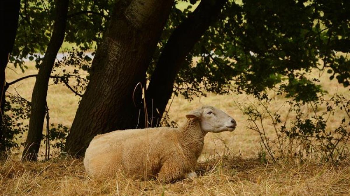 Προτάσεις για άμεσα μέτρα ενίσχυσης κτηνοτρόφων και αγροτών για την αντιμετώπιση της τεράστιας αύξησης του κόστους παραγωγής