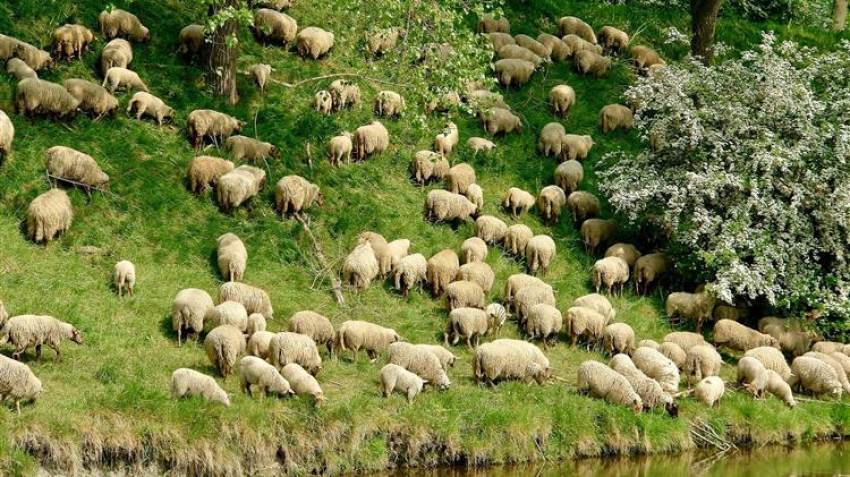 Αυξήθηκε ο προϋπολογισμός για τους κτηνοτρόφους