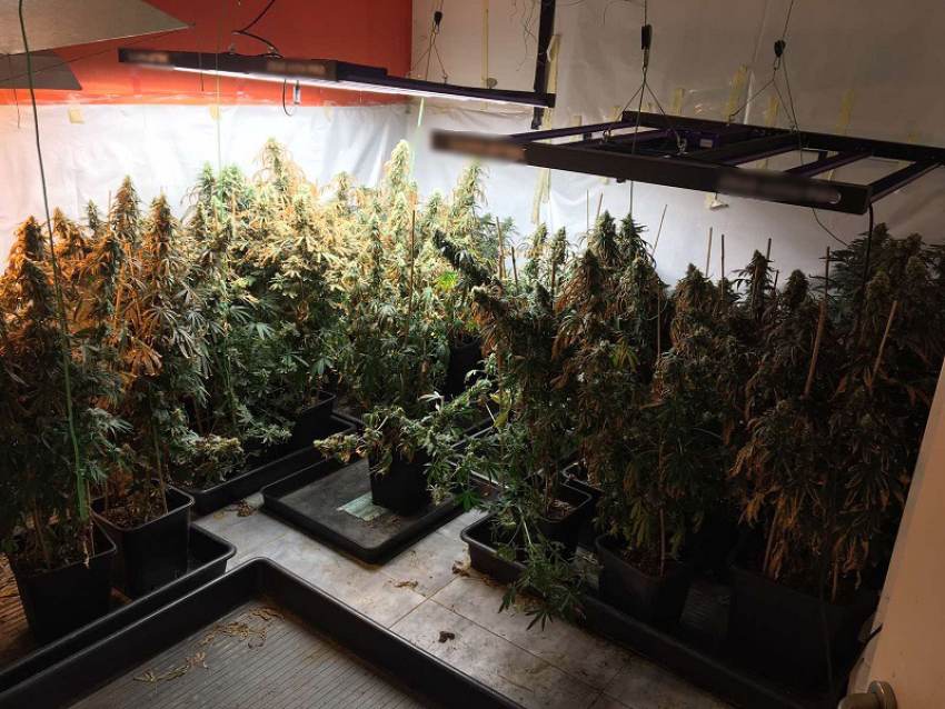 Πάνω από -30- κιλά κάνναβης και -724- φυτά κάνναβης κατασχέθηκαν από το Τμήμα Δίωξης Ναρκωτικών της  Υποδιεύθυνσης Ασφάλειας Καλαμάτας