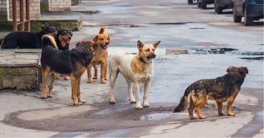 Νεκρά από φόλες αδέσποτα σκυλάκια στη Νάουσα - Κατέθεσε μήνυση ο δήμος