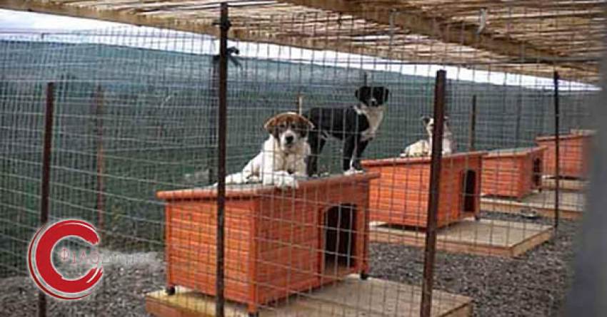 Δήμος Ανατολικής Μάνης: Κατασκευή καταφυγίου για αδέσποτα ζώα συντροφιάς