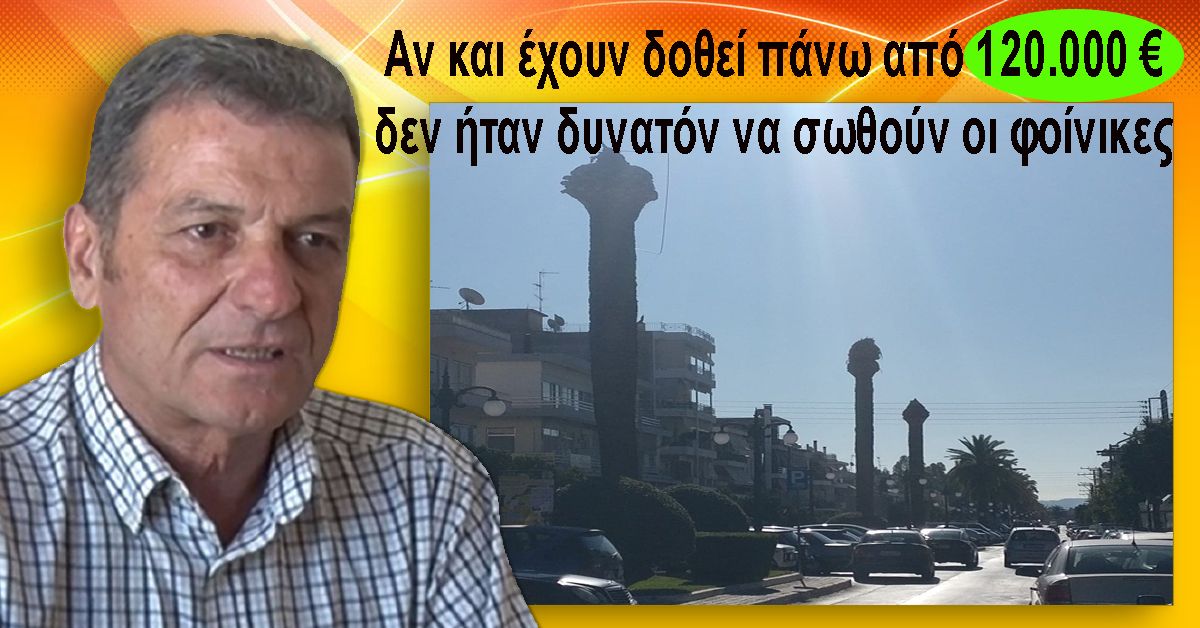 ΚΑΝΑΚΑΚΟΣ: Αν και έχουν δαπανηθεί πάνω από 120.000 € δεν ήταν δυνατόν να σωθούν οι φοίνικες