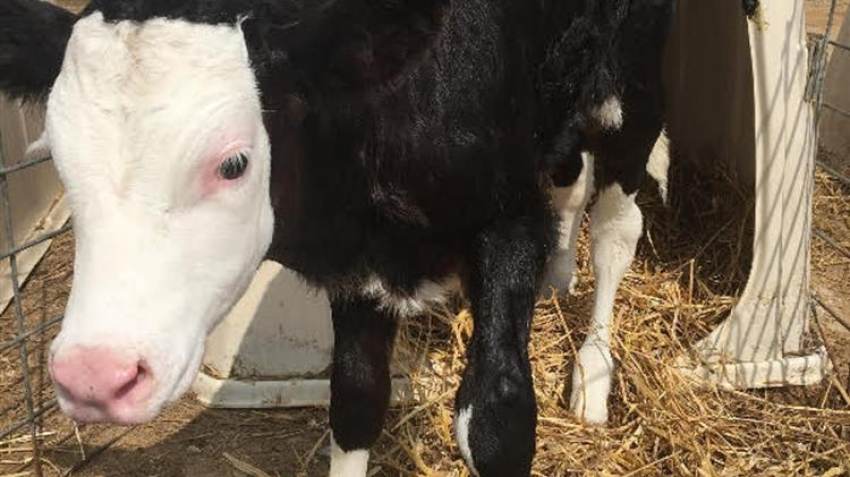 ΕΦΧΕ: Η γαλακτοπαραγωγός αγελαδοτροφία της χώρας απειλείται με αφανισμό!