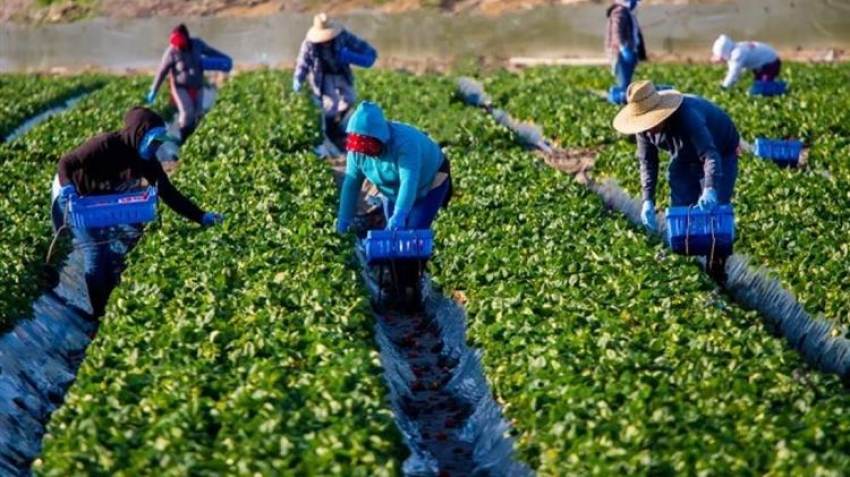 Εργάτες γης: Εκκαθάριση ασφαλιστικών εισφορών από τον e-ΕΦΚΑ