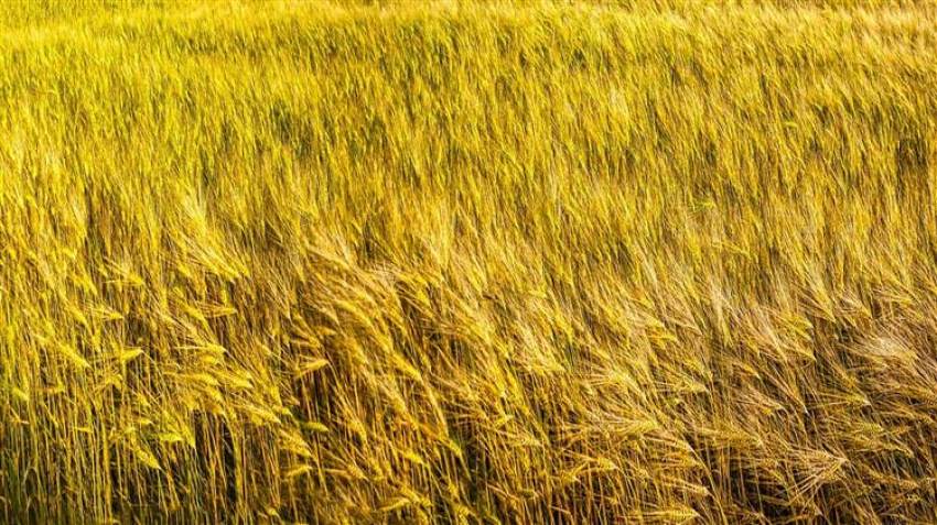 Ουκρανία: Σε 2 εκατ. τόνους θα φτάσουν οι εξαγωγές σιτηρών τον Ιούνιο