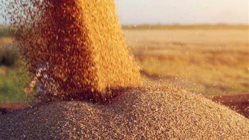 Χειρότερη ελαφρώς η απόδοση γαλλικού μαλακού σιταριού λόγω των καιρικών συνθηκών