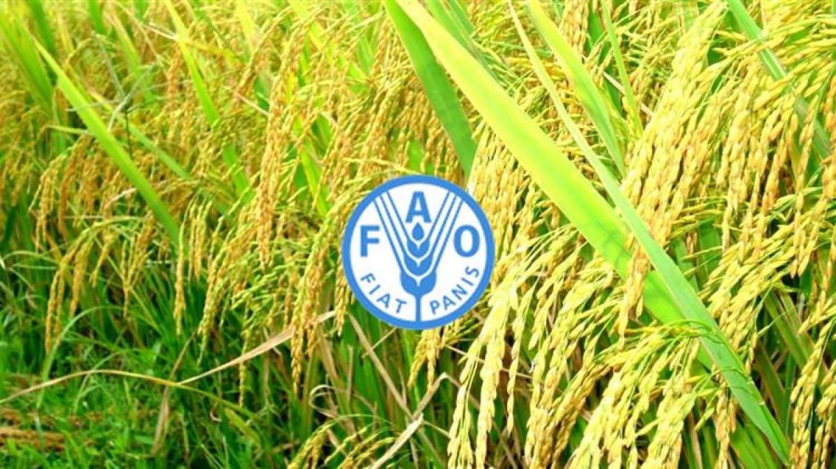 FAO: Έρχονται επιπλέον αυξήσεις 22% στις τιμές των τροφίμων